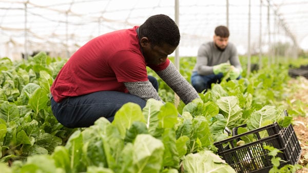 Student gardening in a greenhouse