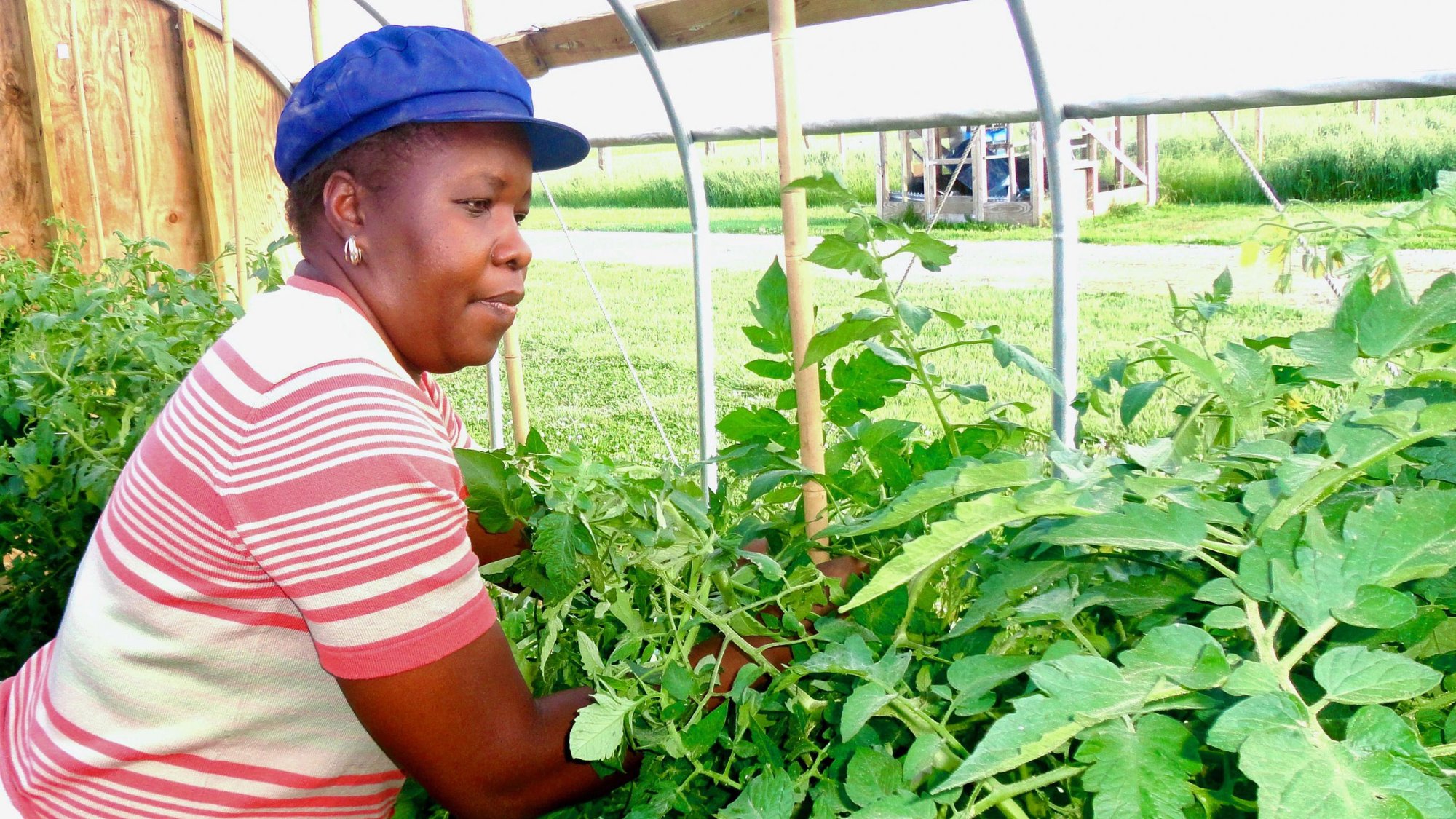 Person tending to plants in a greenhouse