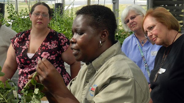 People studying plants in a greenhouse