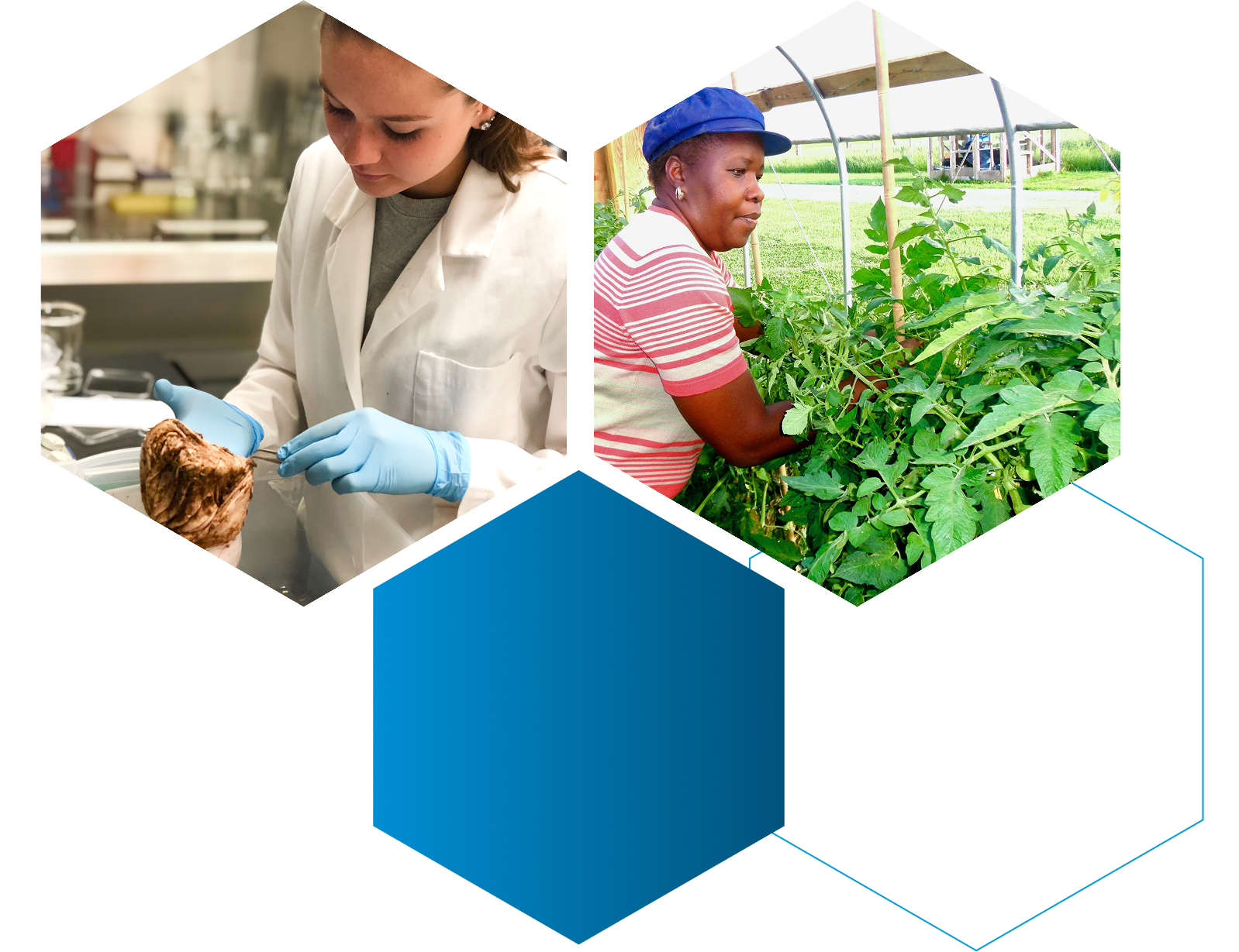 Student dissecting for science and a person in a greenhouse 